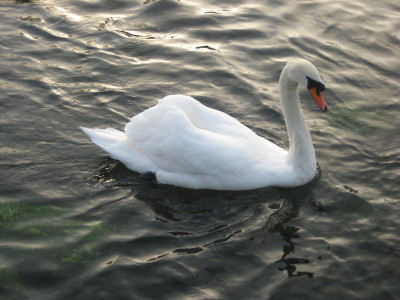 Swan0001.JPG